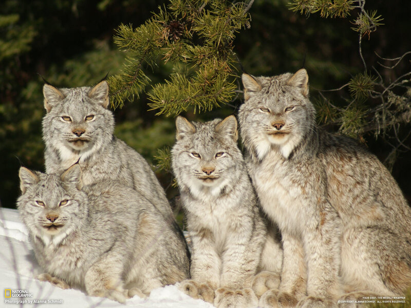 Four Lynx in Snow