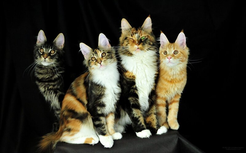 Four Maine Coon Cats