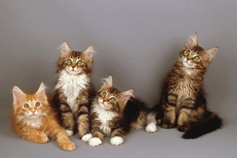 Four Maine Coon Kittens — Brown