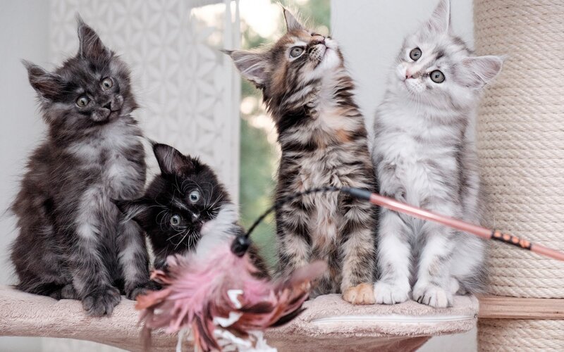 Four Maine Coon Kittens — Gray, Playful