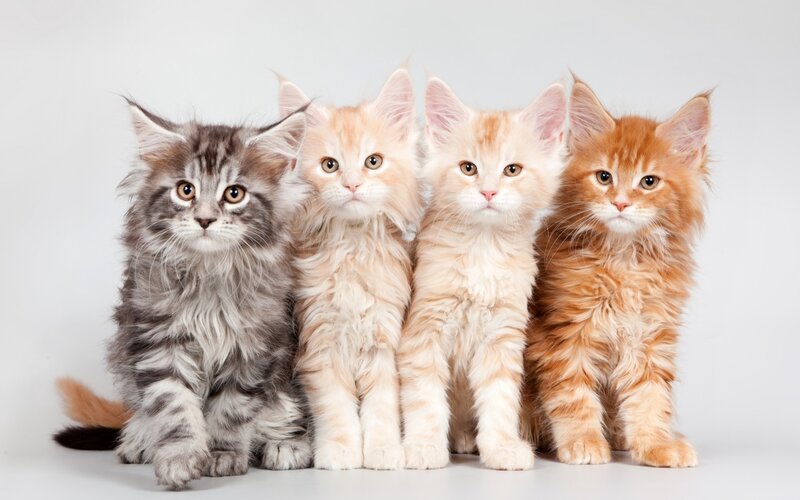 Four Maine Coon Kittens — Gray