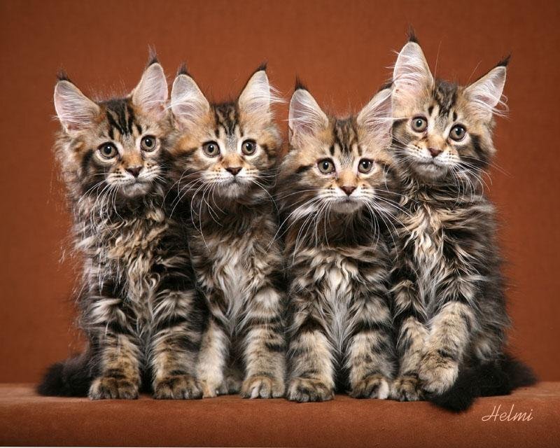 four maine coon kittens