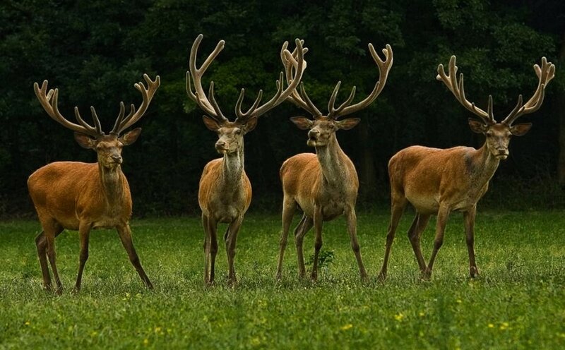 Four Male Deer in Field