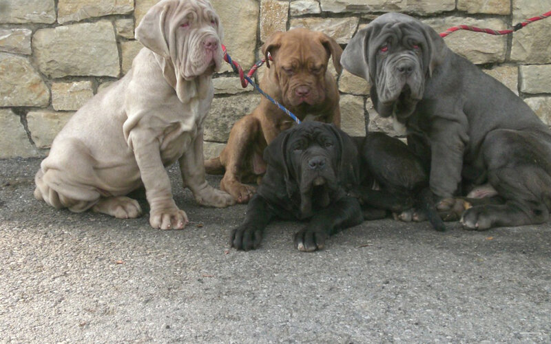 Four Mastiff Puppies — Gray