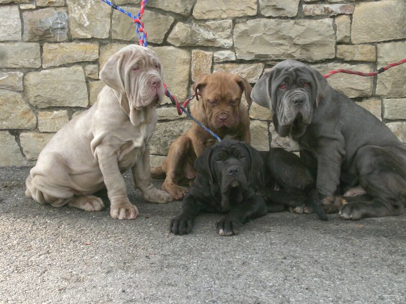 Four Mastiff Puppies