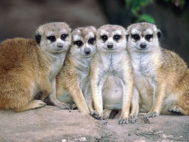 Four Meerkats Sitting