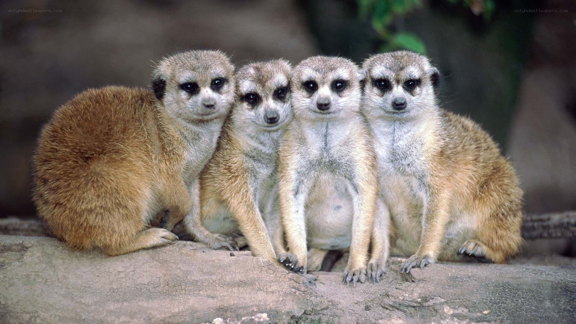 four meerkats sitting together