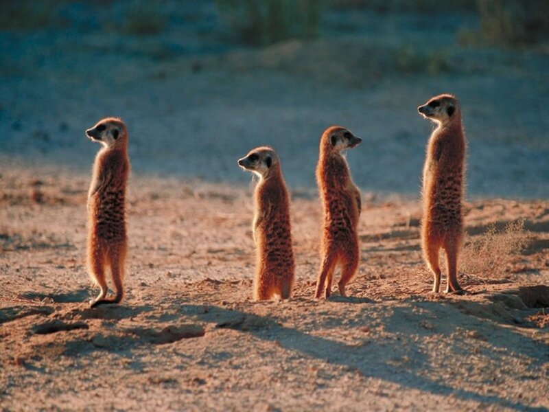 Four Meerkats Standing