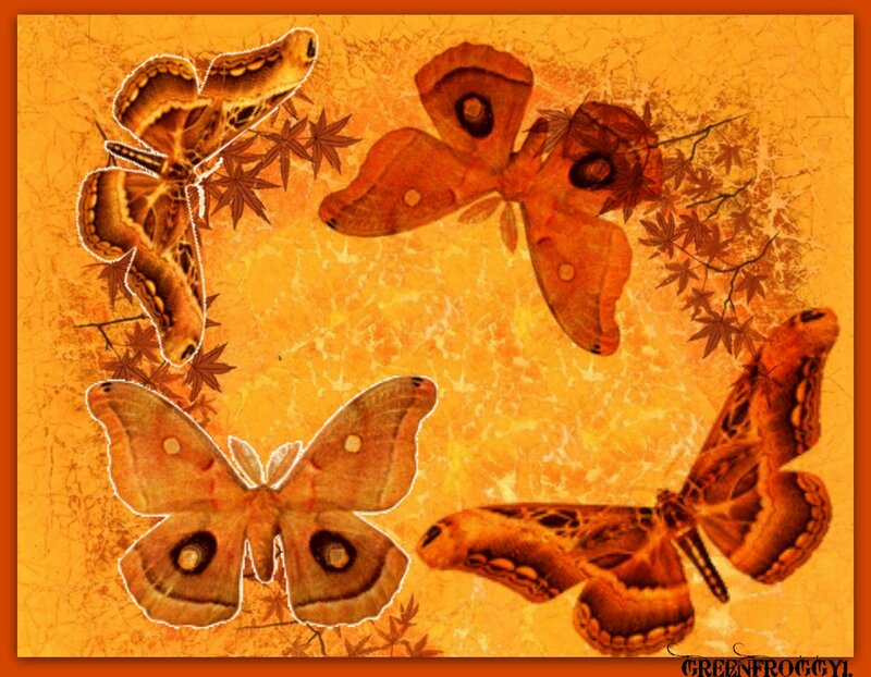 Four Moths on Orange Background