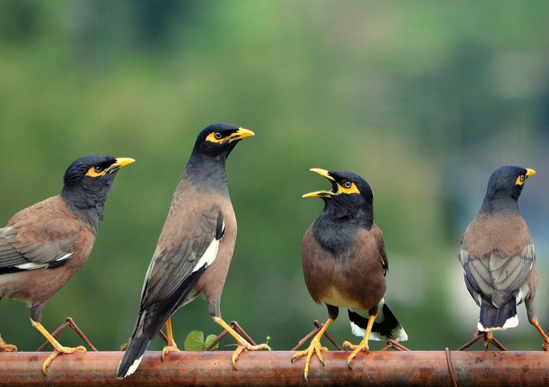 Four Myna Birds