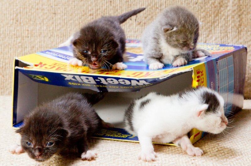 Four Newborn Kittens — Brown