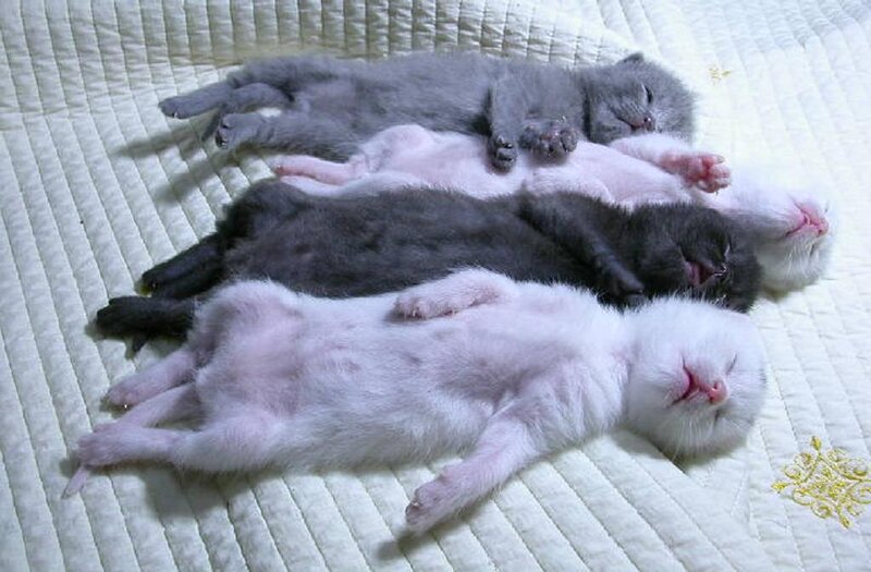 Four Newborn Kittens