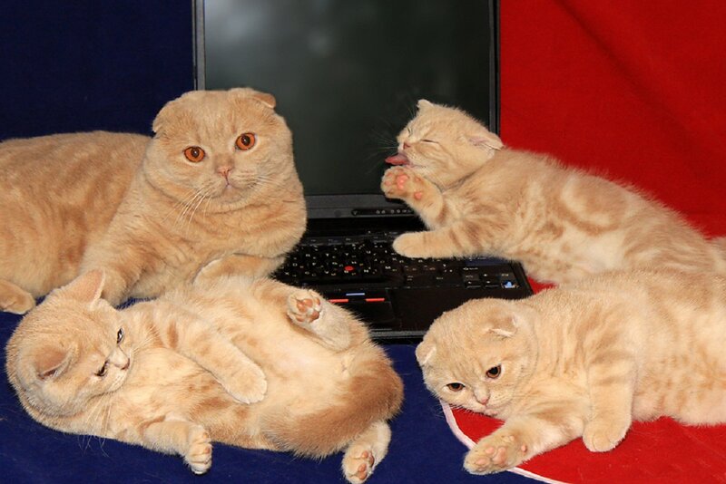 Four Orange Cats