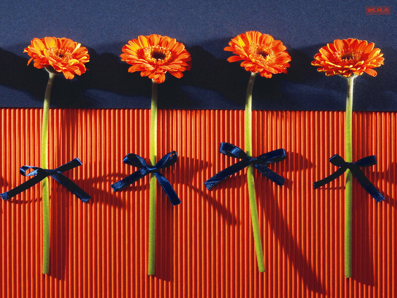 Four orange gerbera daisies