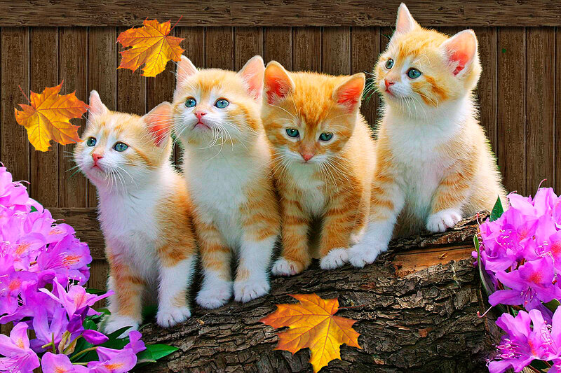 Four Orange Kittens — Calm, Autumn