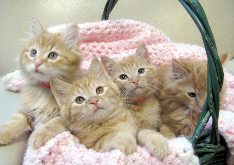 Four Orange Kittens — Calm, Photograph, Basket, Blanket