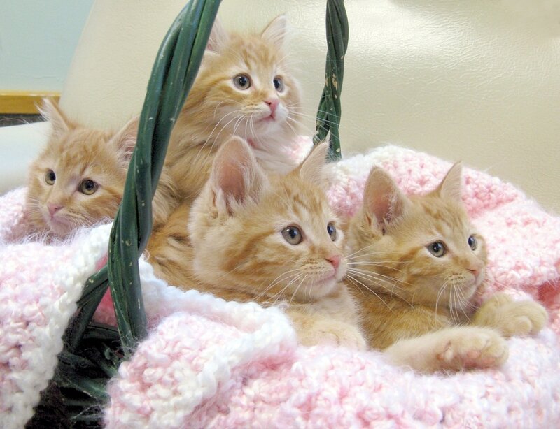 Four Orange Kittens — Calm, Photograph
