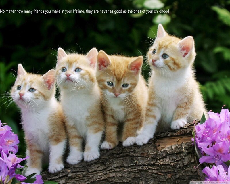 Four Orange Kittens — Calm, Spring, Photograph, Flowers