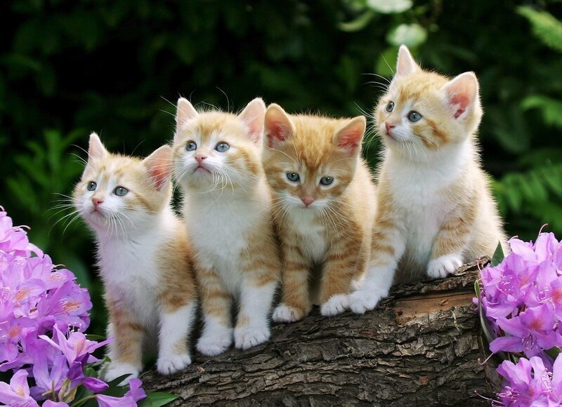 Four Orange Kittens — Calm, Spring, Photograph