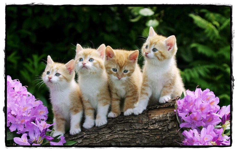 Four Orange Kittens — Calm, Spring