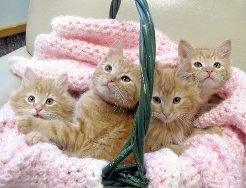 Four Orange Kittens — Calm