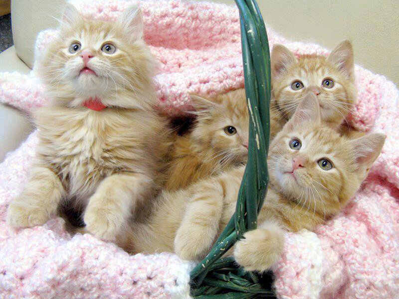 Four Orange Kittens — Curious