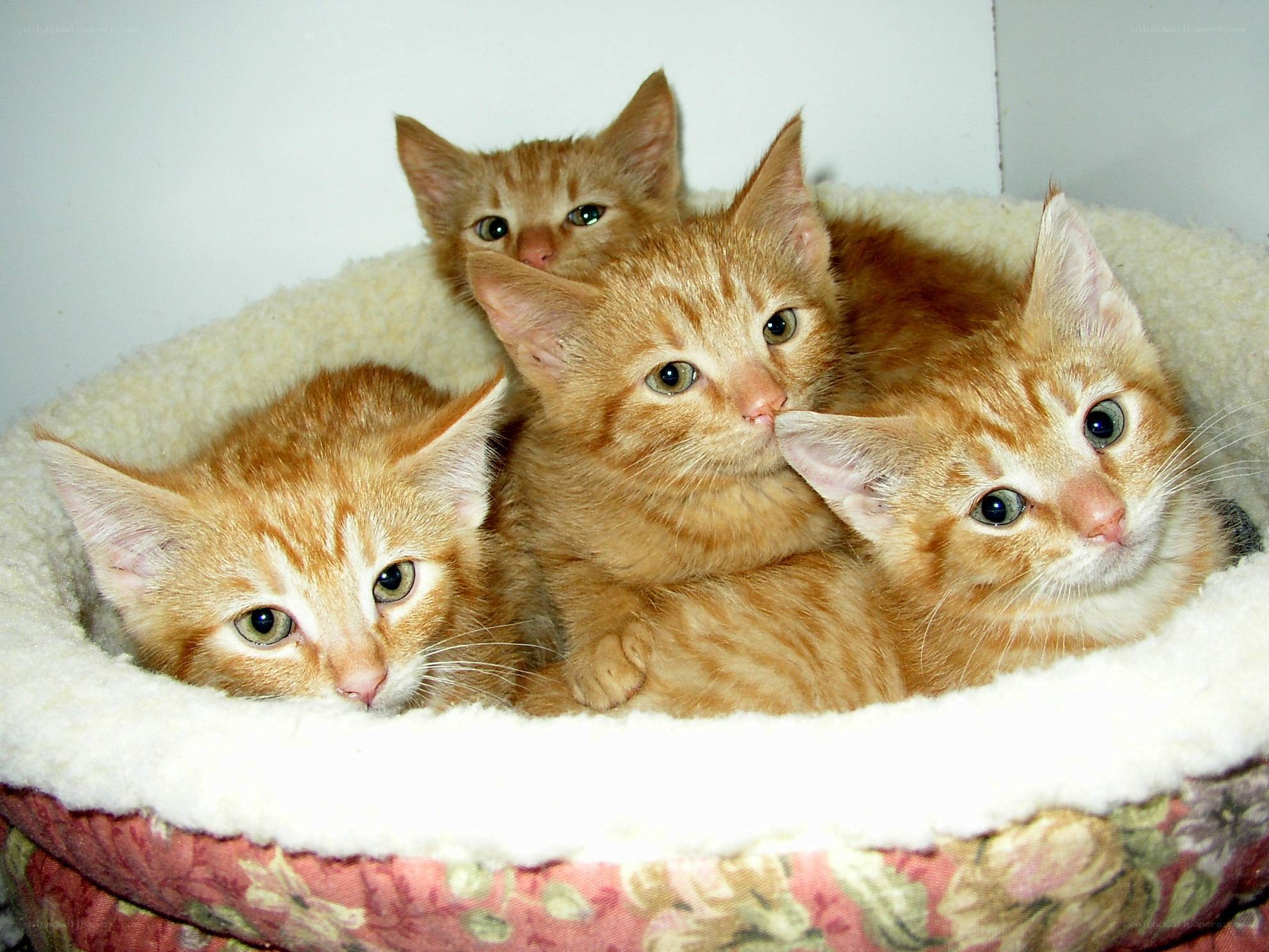 four orange kittens in a bed