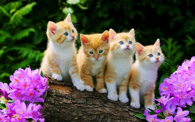Four Orange Kittens — Peaceful