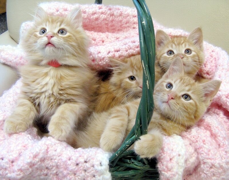 Four Orange Kittens — Pink
