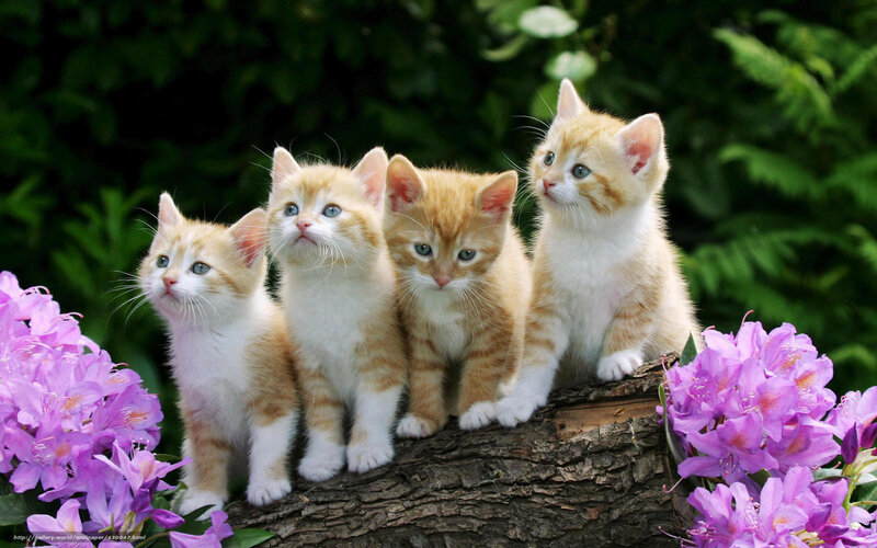 Four Orange Kittens — Serene, Spring, Photograph, Flowers