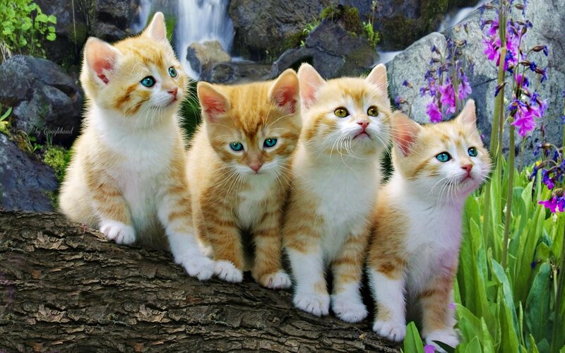 Four Orange Kittens — Serene, Spring, Photograph