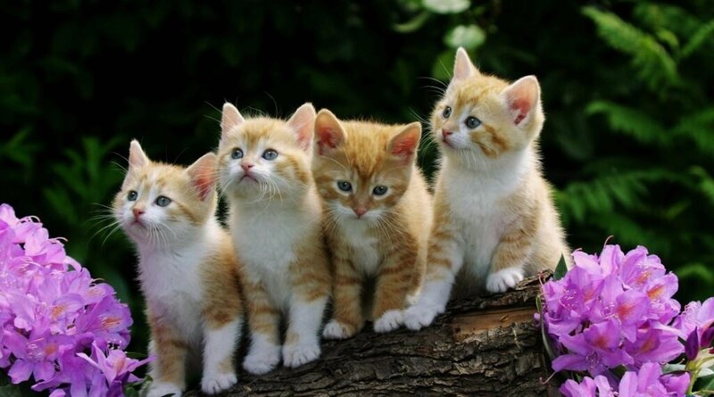 Four Orange Kittens — Serene