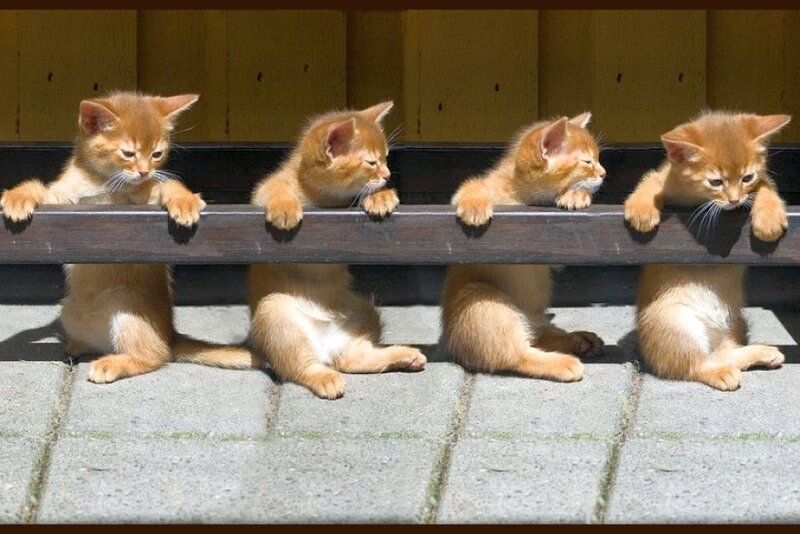 Four Orange Kittens