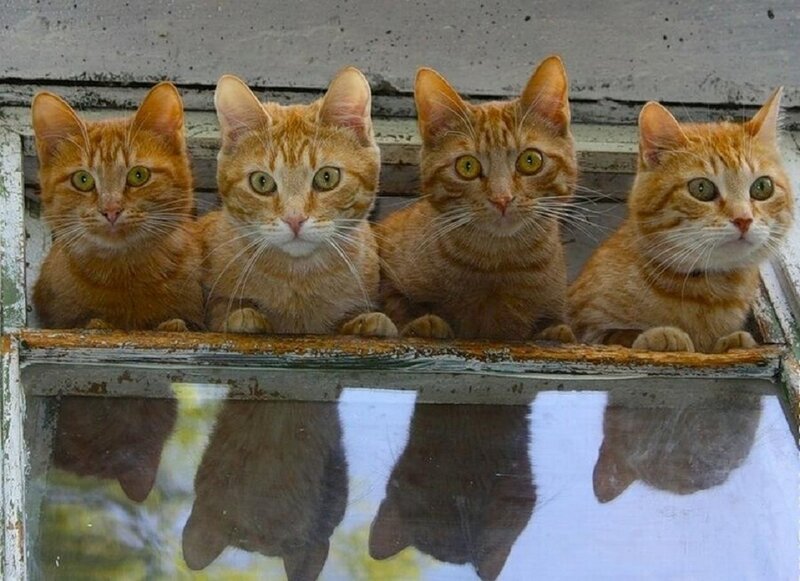 Four Orange Tabby Cats