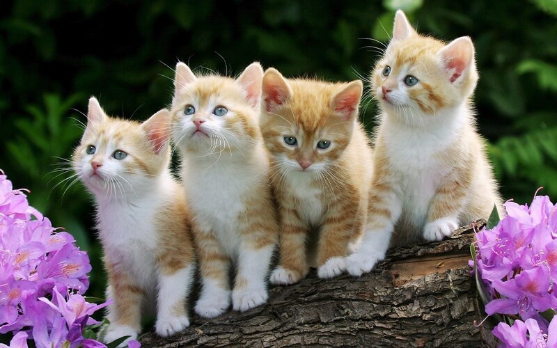 Four Orange Tabby Kittens — Calm, Spring, Photograph, Flowers, Log, Greenery