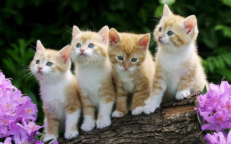 Four Orange Tabby Kittens — Calm, Spring, Photograph, Flowers, Log, Greenery, White, Purple