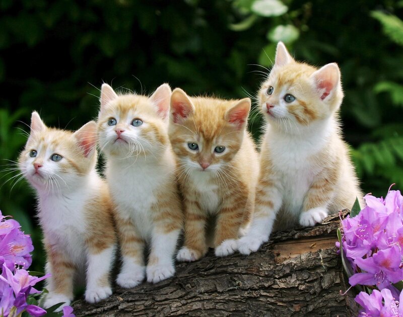 Four Orange Tabby Kittens — Calm, Spring, Photograph, Flowers, Log
