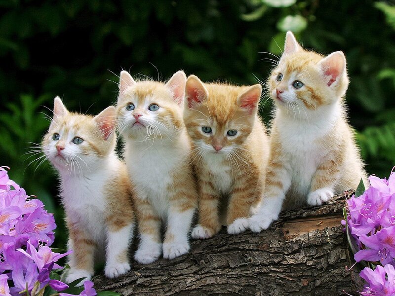 Four Orange Tabby Kittens — Calm, Spring, Photograph, Flowers