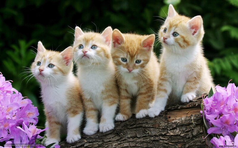 Four Orange Tabby Kittens — Calm, Spring, Photograph, Flowers, Tree Branch