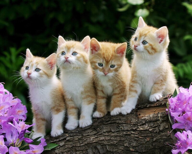 Four Orange Tabby Kittens — Calm, Spring, Photograph, Flowers, Tree Trunk, Green Foliage