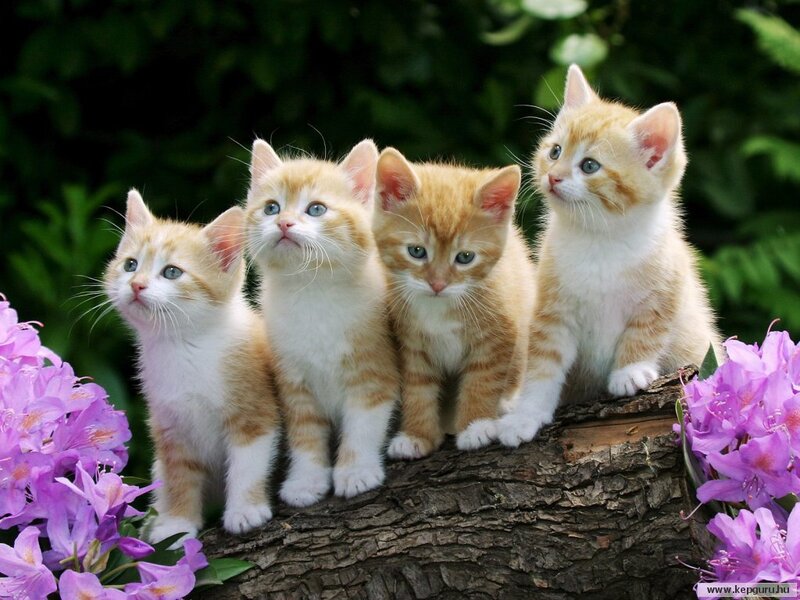Four Orange Tabby Kittens — Calm, Spring, Photograph, Flowers, Tree Trunk