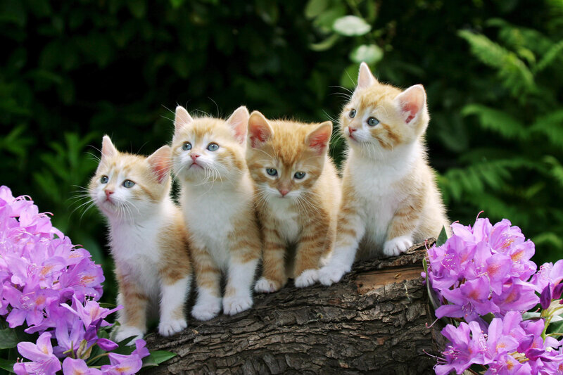 Four Orange Tabby Kittens — Calm, Spring, Photograph
