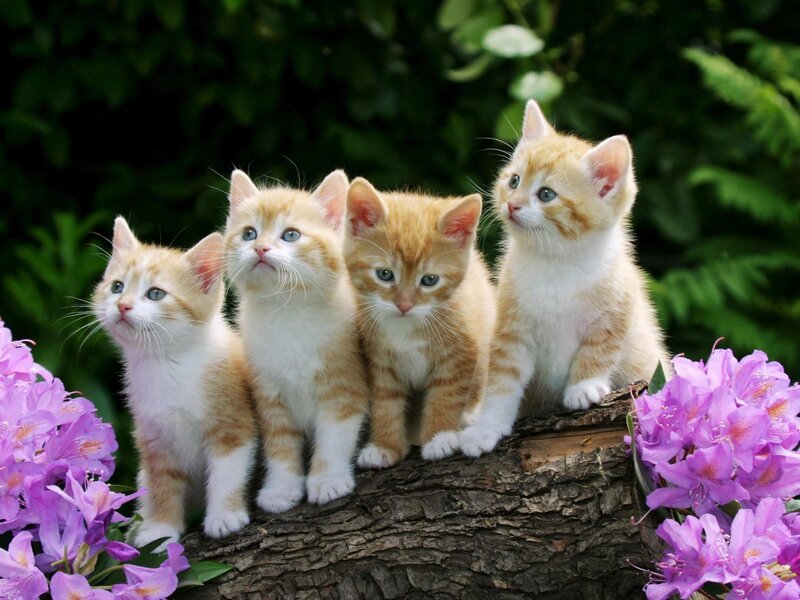 Four Orange Tabby Kittens — Calm, Spring