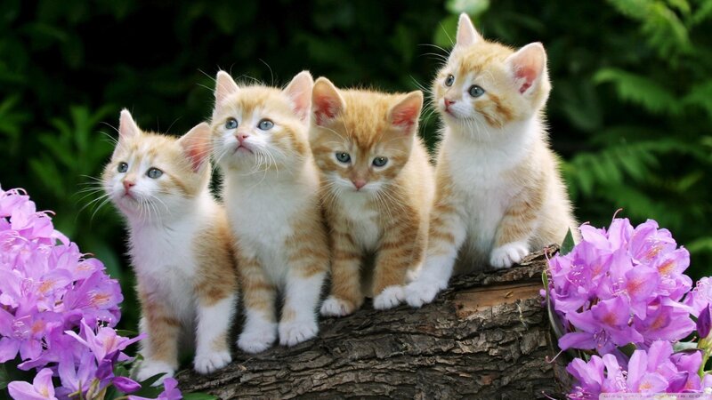 Four Orange Tabby Kittens — Calm