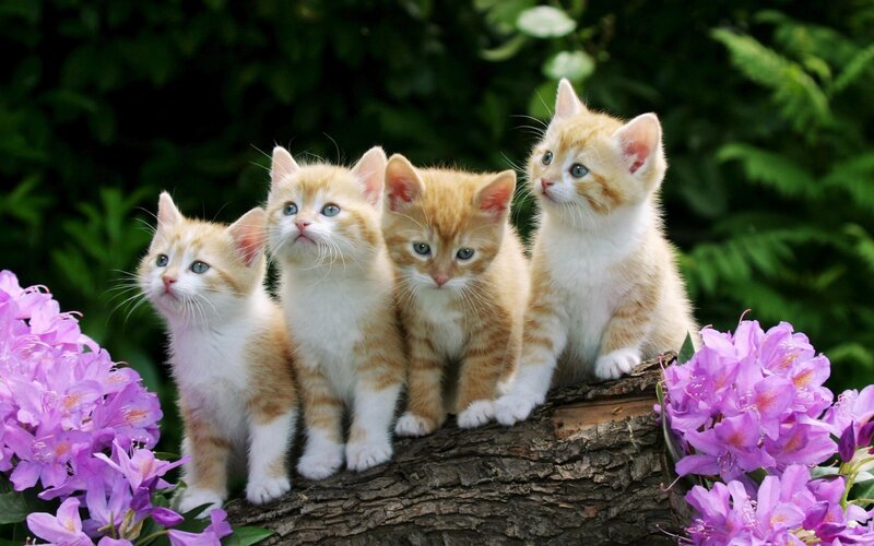 Four Orange Tabby Kittens — Peaceful, Spring