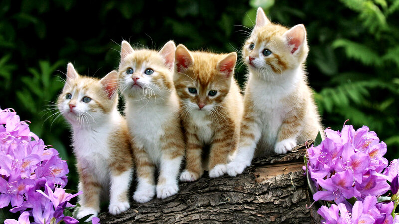Four Orange Tabby Kittens — Peaceful
