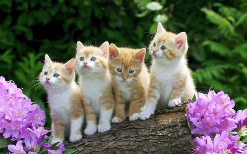 Four Orange Tabby Kittens — Serene, Spring, Photograph