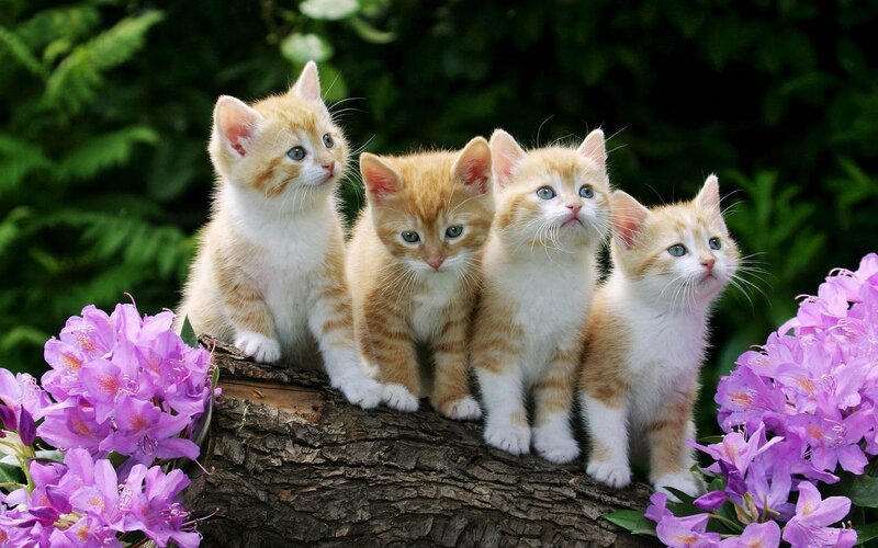 Four Orange Tabby Kittens — Serene