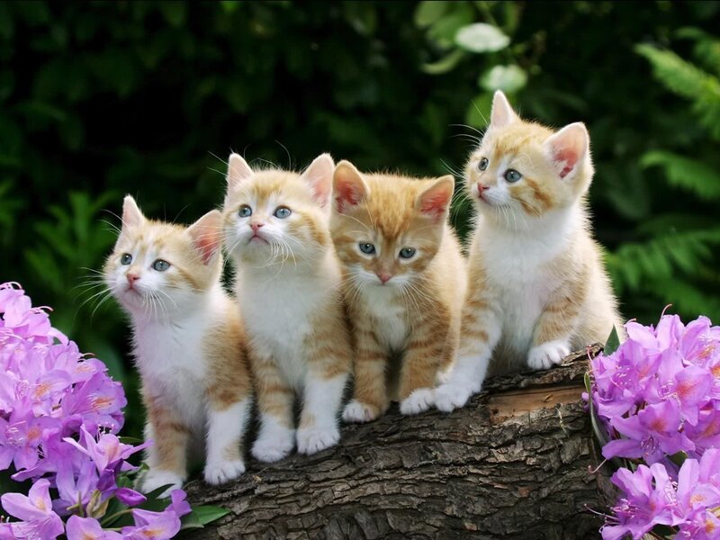 Four Orange Tabby Kittens