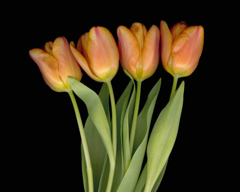 Four Orange Tulips